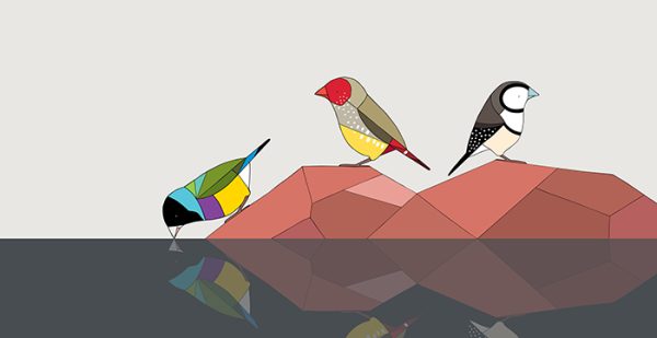 Gouldian Finch, Star Finch and Double-barred Finch