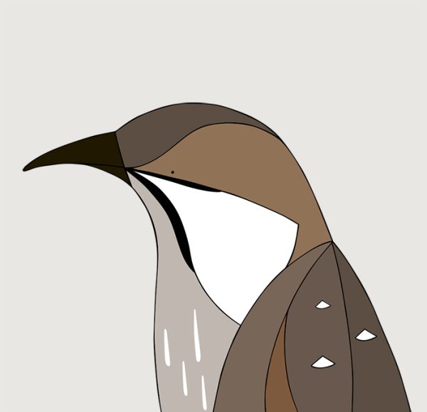 Western Wattlebird