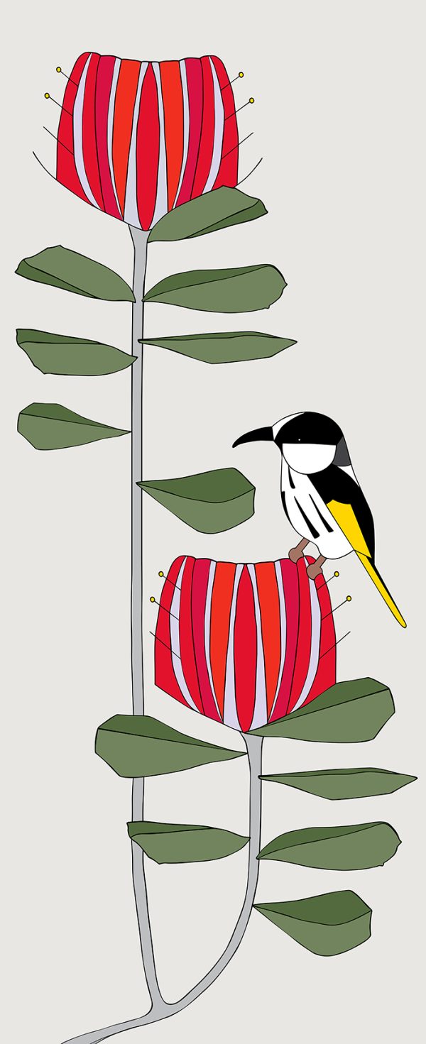 White-cheeked Honeyeater & Banksia Coccinea