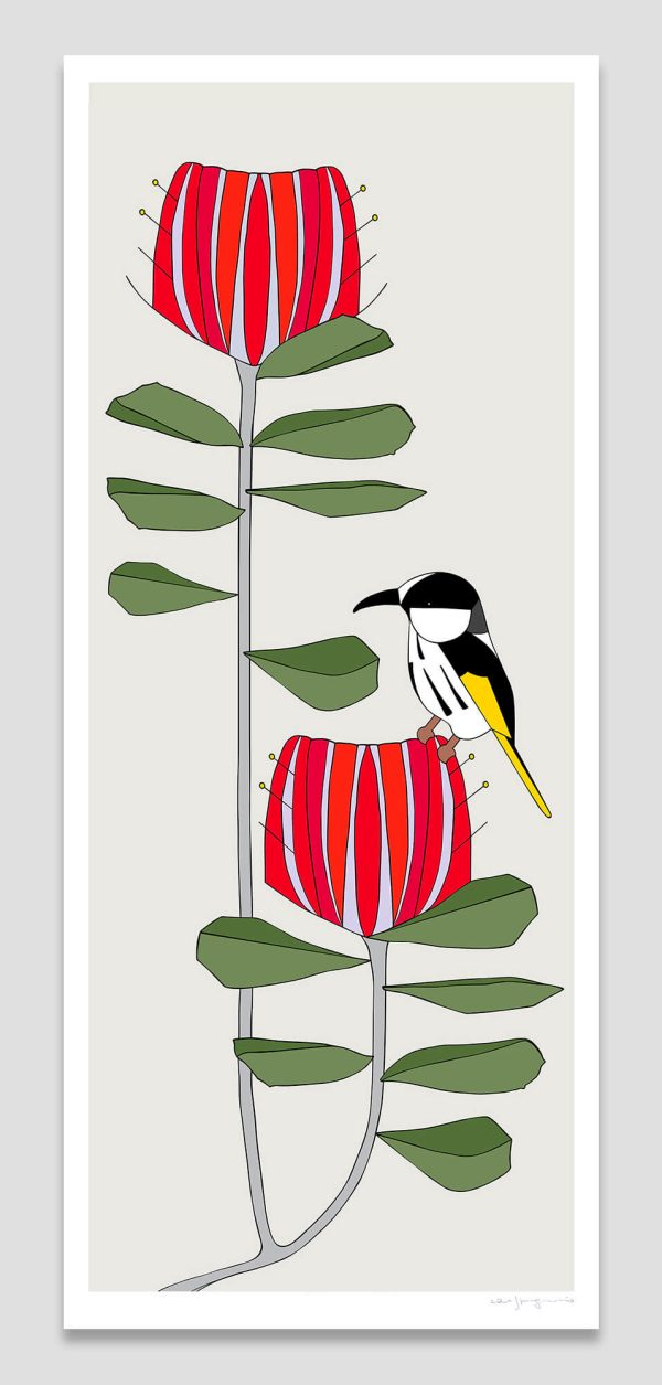 White-cheeked Honeyeater & Banksia Coccinea