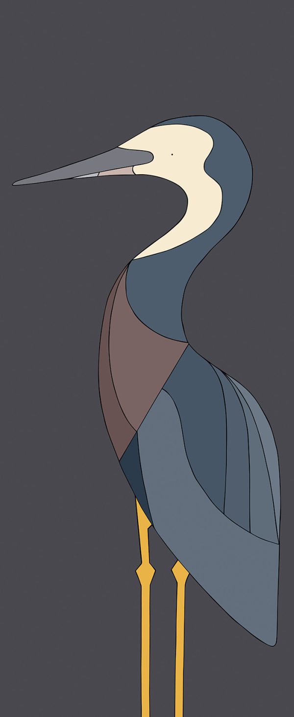 White-faced Heron
