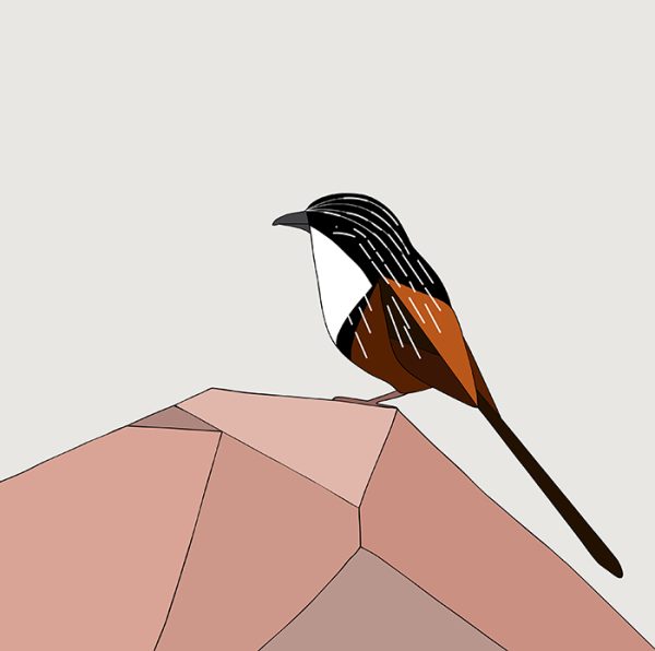White-throated Grasswren