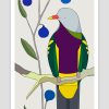 Wompoo Fruit-Dove and Blue Quandong
