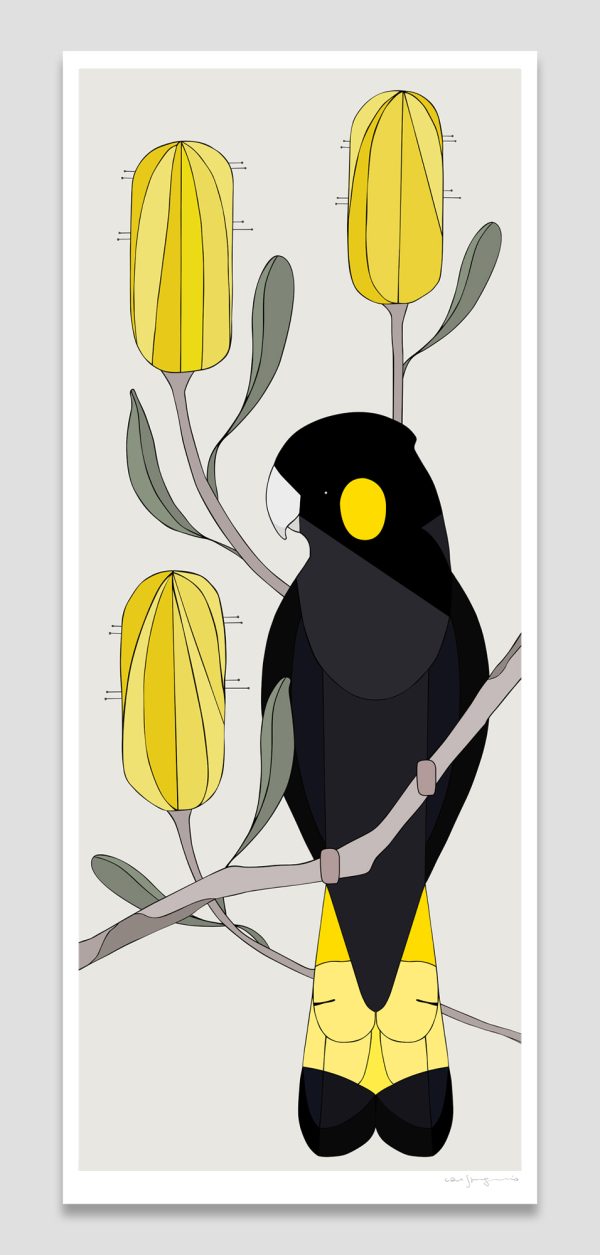 Yellow-tailed Black-Cockatoo and Banksia