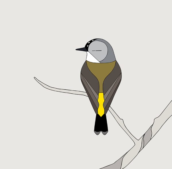 Yellow-rumped Thornbill