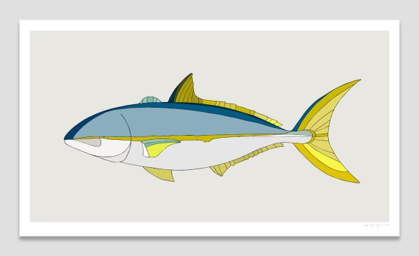 Yellowtail Kingfish