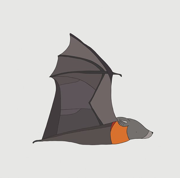 Grey-Headed Flying Fox