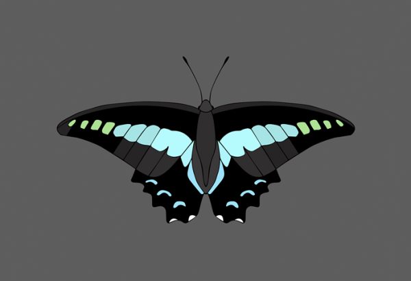 Blue Triangle Butterfly