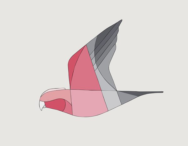 Galah In Flight