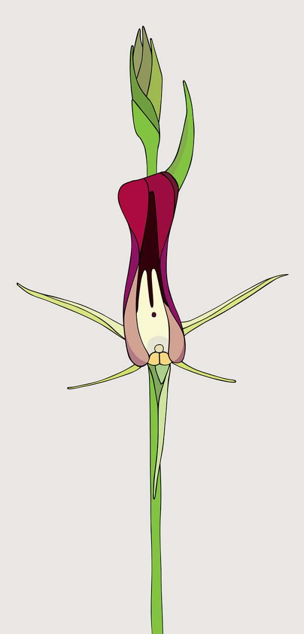 Cryptostylis Hunteriana