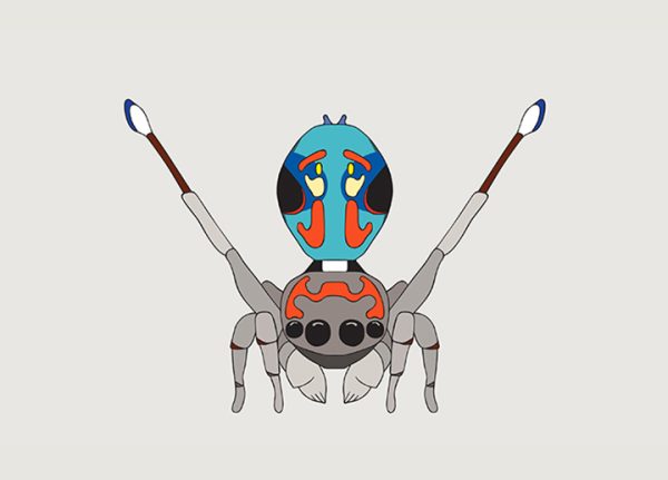 Peacock Spider