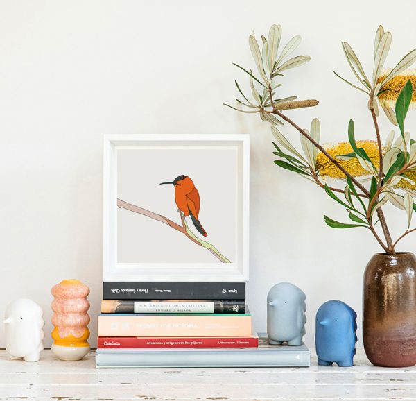 Picaflor de Juan Fernández (Juan Fernández firecrown) - Image 2