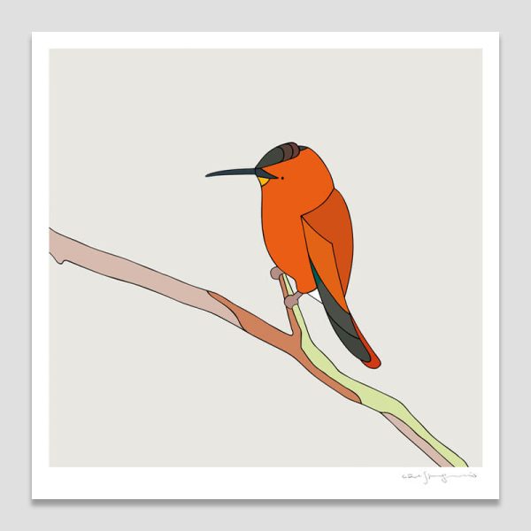 Picaflor de Juan Fernández (Juan Fernández firecrown)