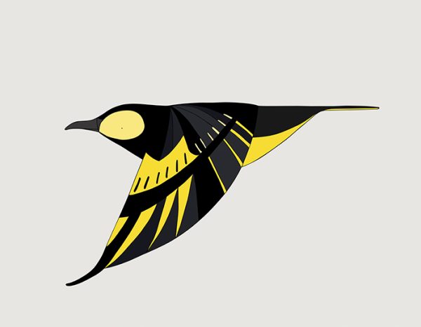 Regent Honeyeater In Flight