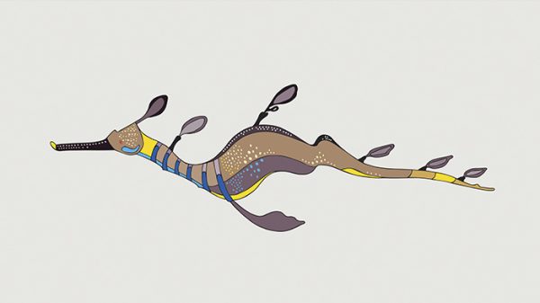 Weedy Seadragon