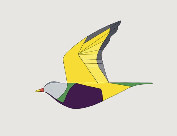 Wompoo Fruit-Dove In Flight