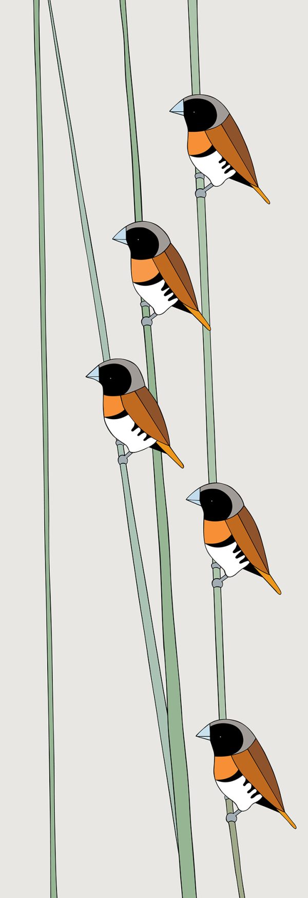Chestnut-breasted Mannikins