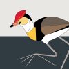 Comb-crested Jacana