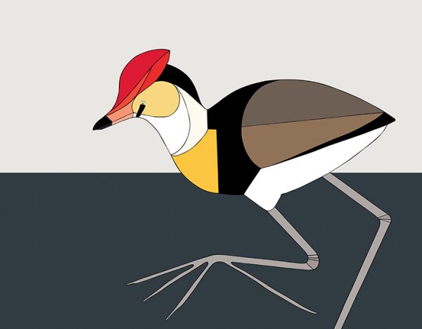 Comb-crested Jacana