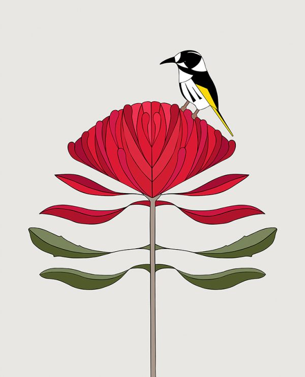 New Holland Honeyeater & Waratah