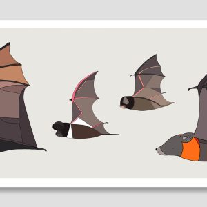 Bats of Australia