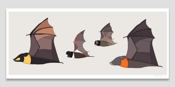 Bats of Australia