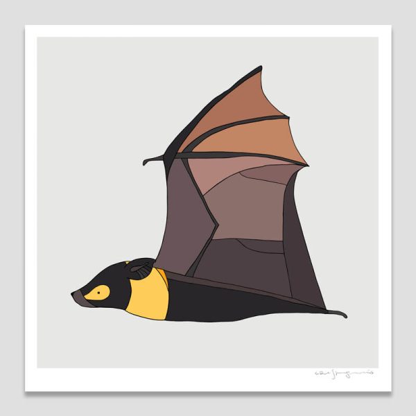 Spectacled Flying-Fox