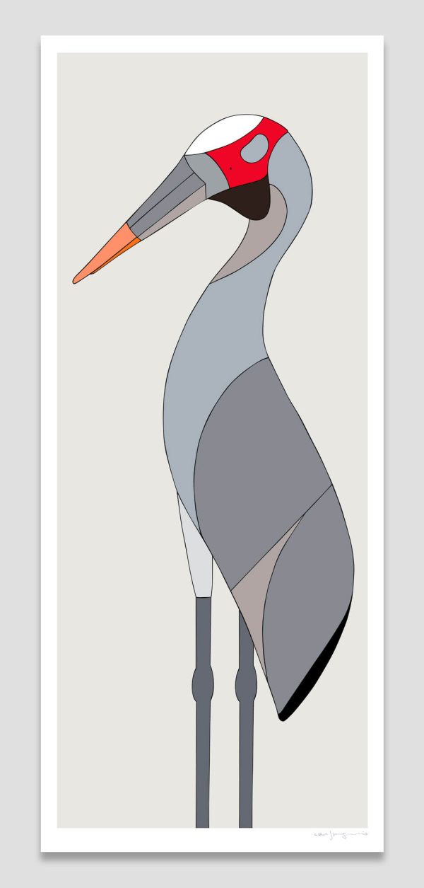 Brolga