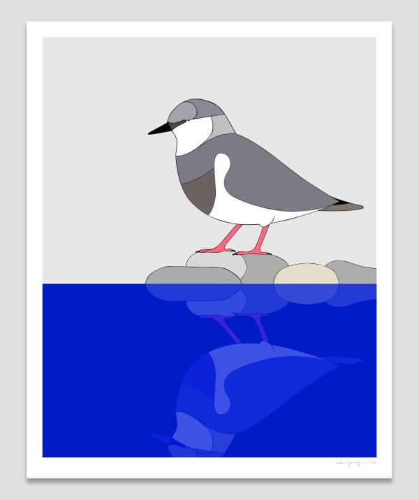 Magellanic Plover