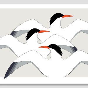 Elegant Terns