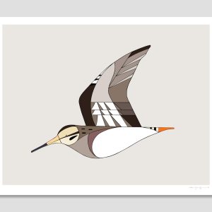 Latham's Snipe in flight