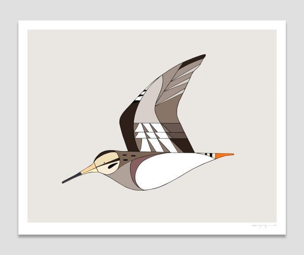 Latham's Snipe in flight
