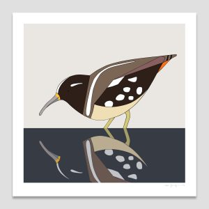 South American Painted Snipe