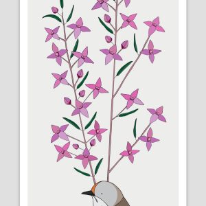 Brown Thornbill and Sydney Boronia