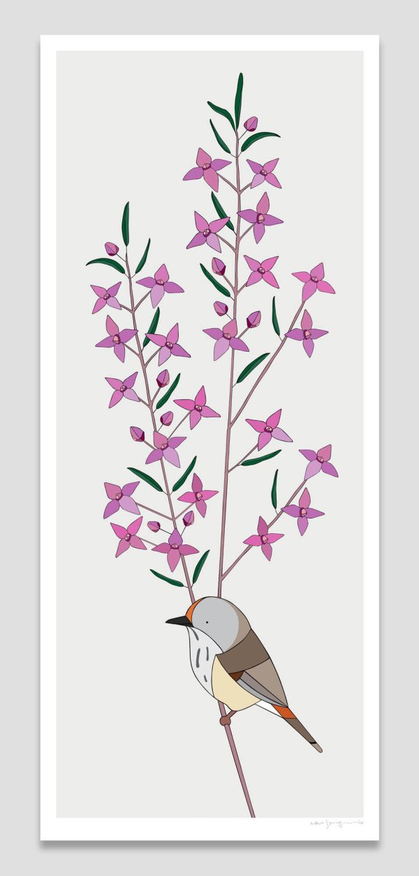 Brown Thornbill and Sydney Boronia