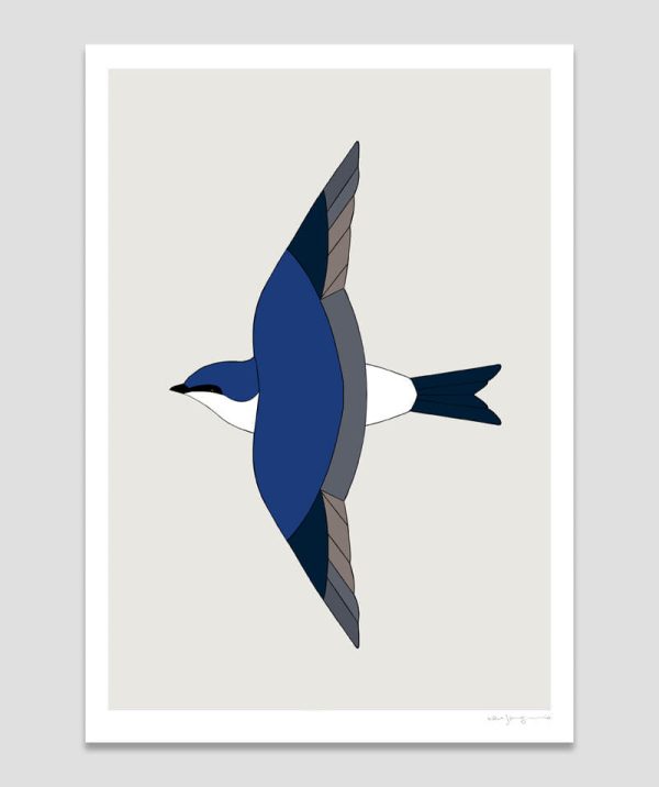 Chilean Swallow