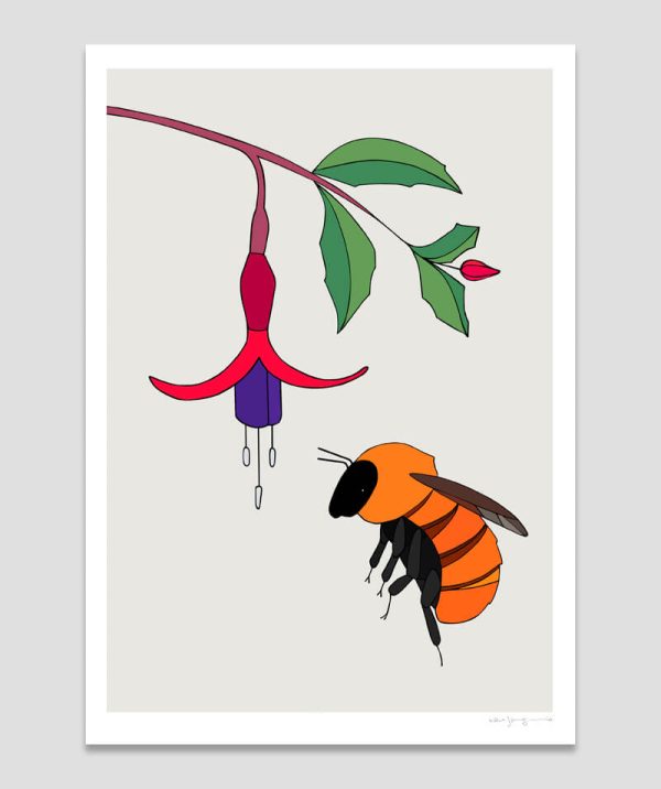 Giant Bumble Bee and Fuchsia Magellanica