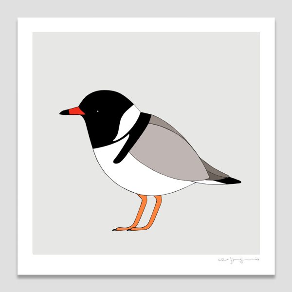 Hooded Plover