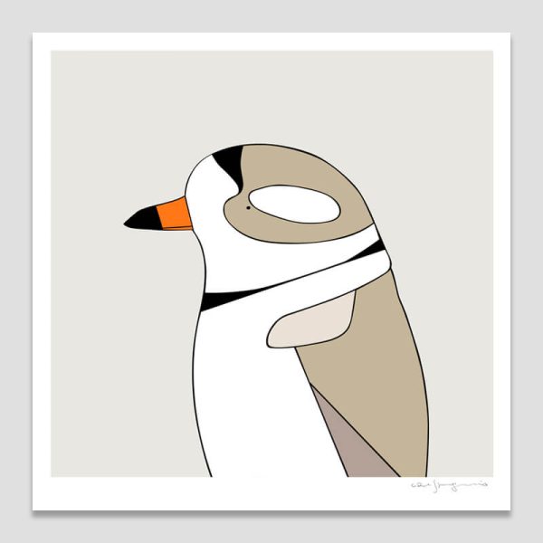 Piping Plover