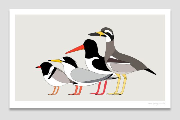 Shorebirds of Australia