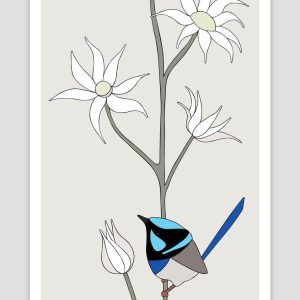 Superb Fairy-wren and Flannel Flower