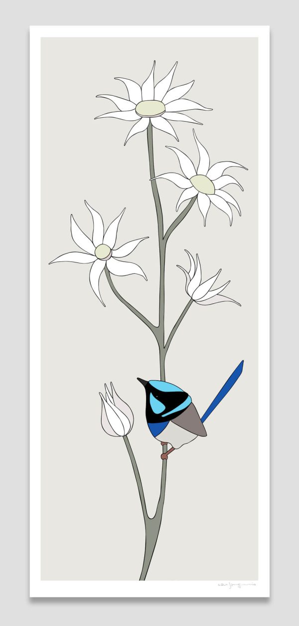 Superb Fairy-wren and Flannel Flower