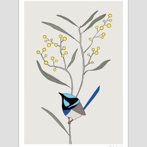 Superb Fairy-wren and Wattle