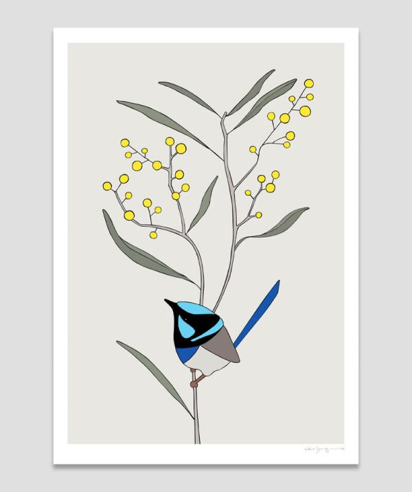Superb Fairy-wren and Wattle