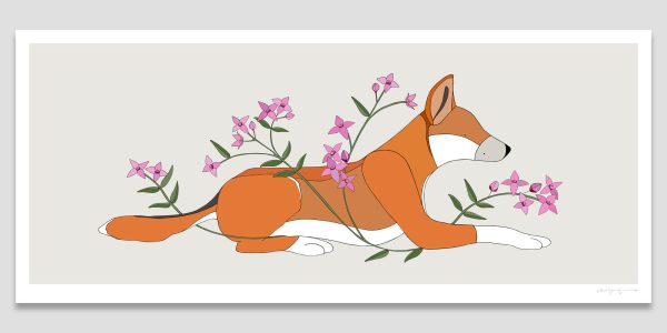 Dingo and Wide Bay Boronia Dingo and Wide Bay Boronia