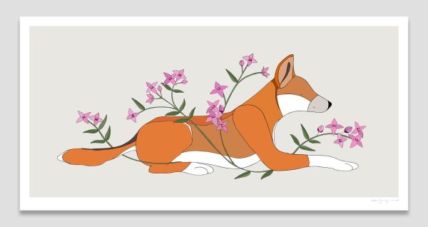 Dingo and Wide Bay Boronia