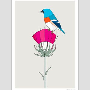 Lazuli Bunting and Cobwebby Thistle
