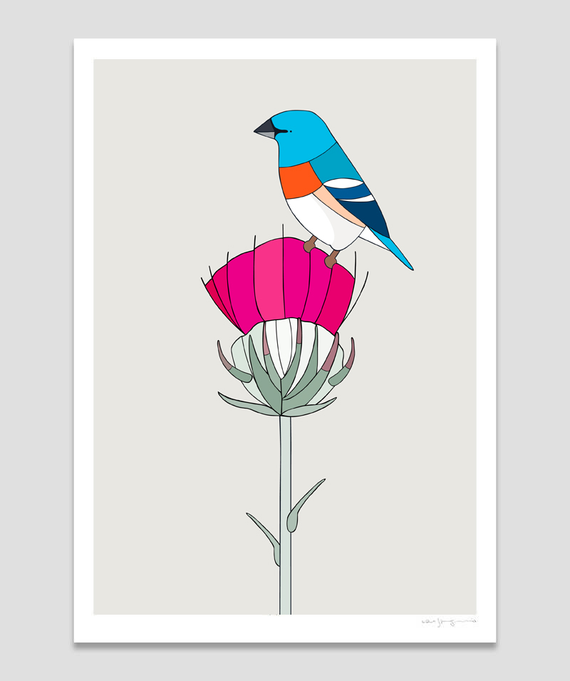 Lazuli Bunting and Cobwebby Thistle