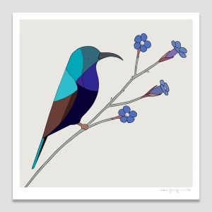 Palestine Sunbird and Striped Alkanet