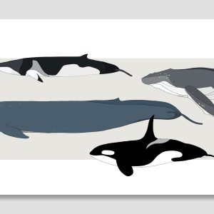 Whales of the world